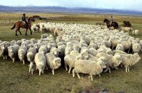 Plan Lanar: de qué se trata el anuncio de Massa para ayudar a los productores patagónicos