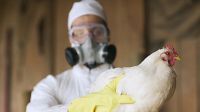 Alerta por la Gripe Aviar: El Gobierno dispuso medidas con el traslado de aves